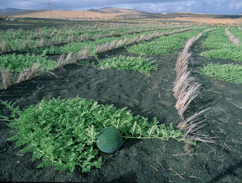 Cultivo mediante enarenado en Lanzarote