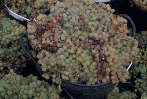 Vendimia en la isla de La Palma