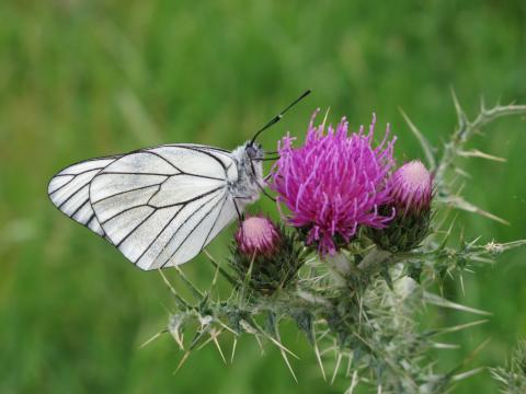 Blanca del majuelo (Aporia crataegi)